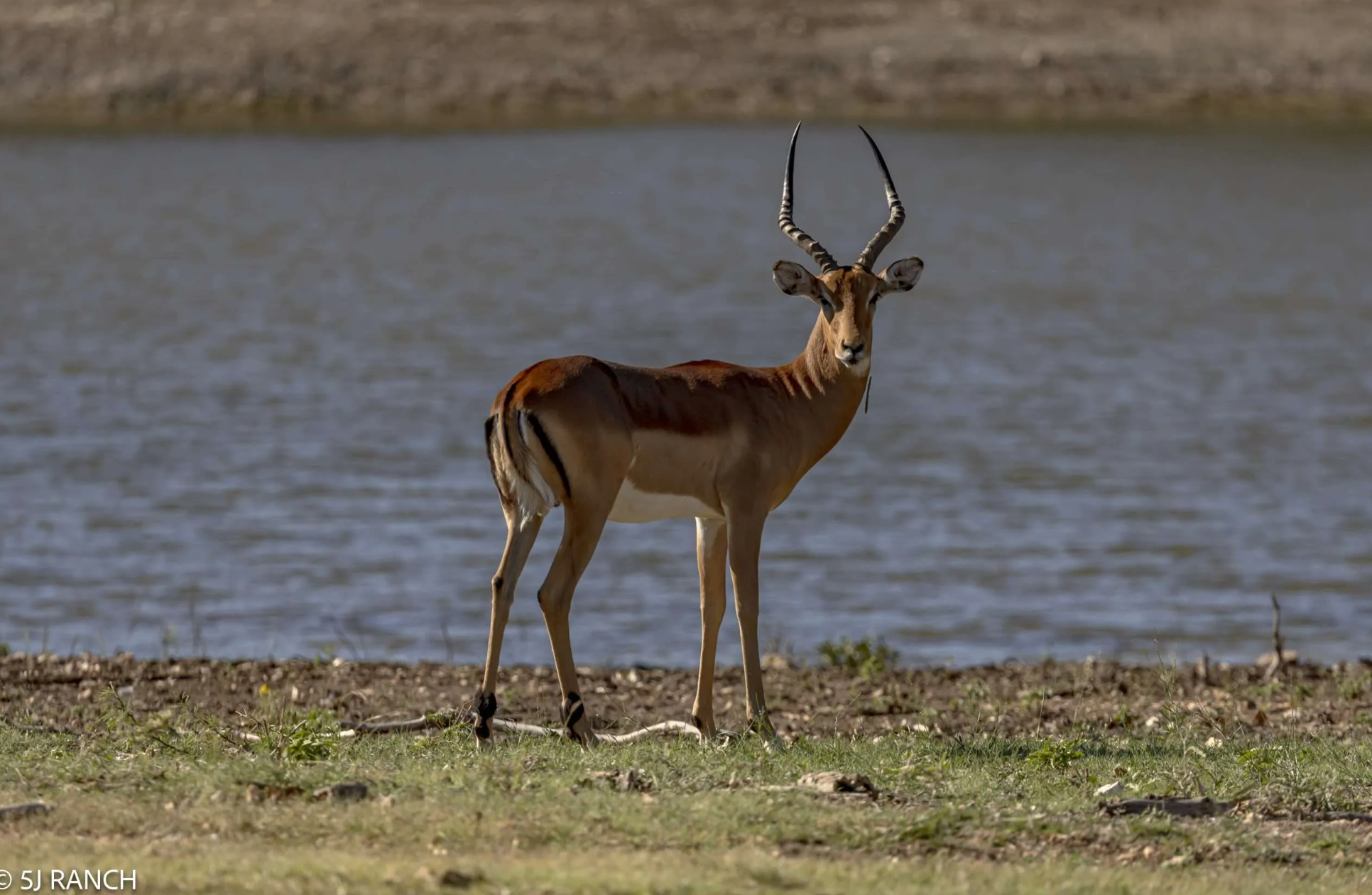Private Trophy Impala Hunt 130